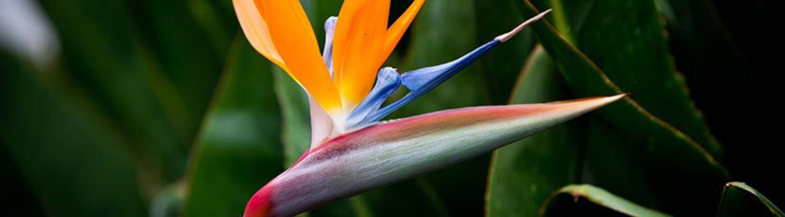 Le strelitzia ou Oiseau du paradis